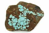 Polished Turquoise Slab - Number Mine, Carlin, NV #245501-1